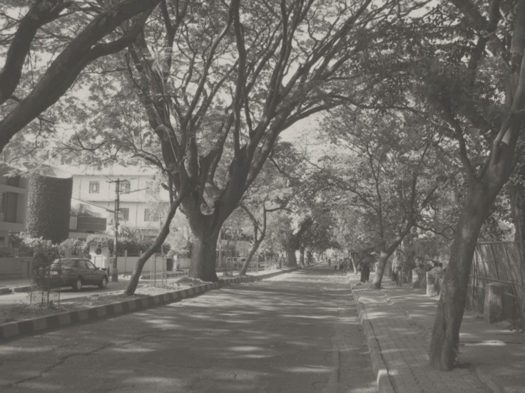 A tree-lined street in Indiranagar, Bengaluru, in black and white.